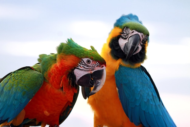 羽を掃除する2匹の緋色のコンゴウインコ