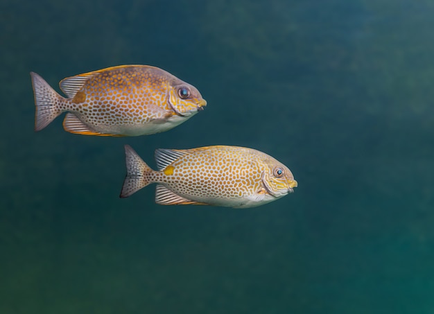 水族館の2つの海の魚