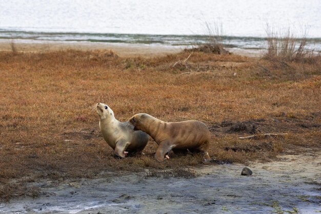 Фото Двое щенков морских львов играют.
