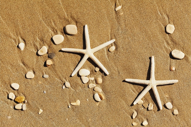 Two sea stars or starfish on sandy beach top view