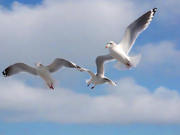 Photo two seagulls in flight against the blue sky ai_generated