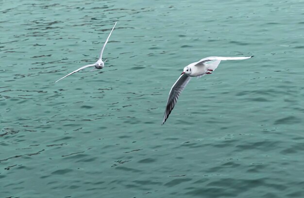 Две чайки, летящие в море днем.