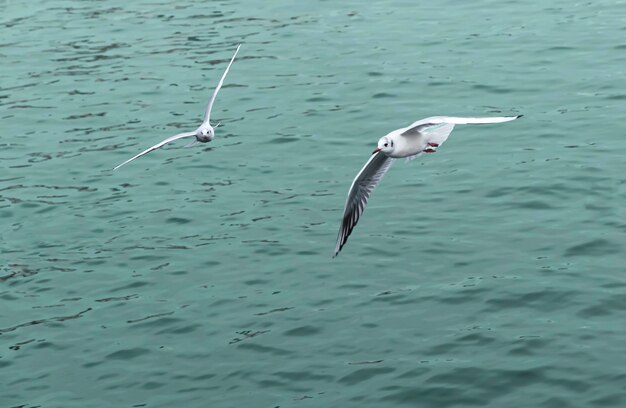 午後の海を飛んでいる2つのカモメ。