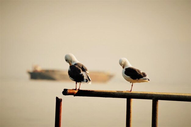 Two seagulls perched on a iron rail