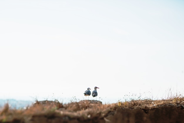 Two seagulls on the rock