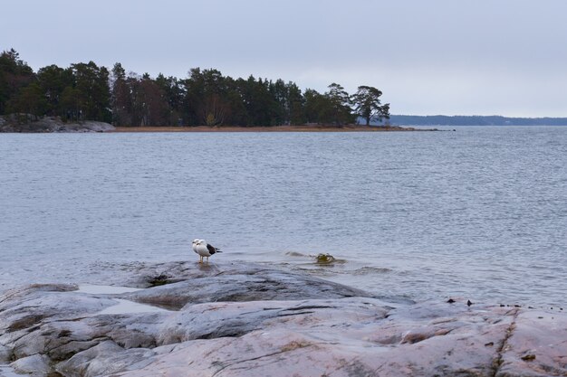 Two seagulls on the rocky shore of the sea.