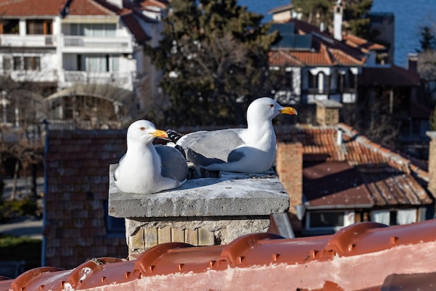 Two Seagulls on the roof close up sea birds in Bulgaria