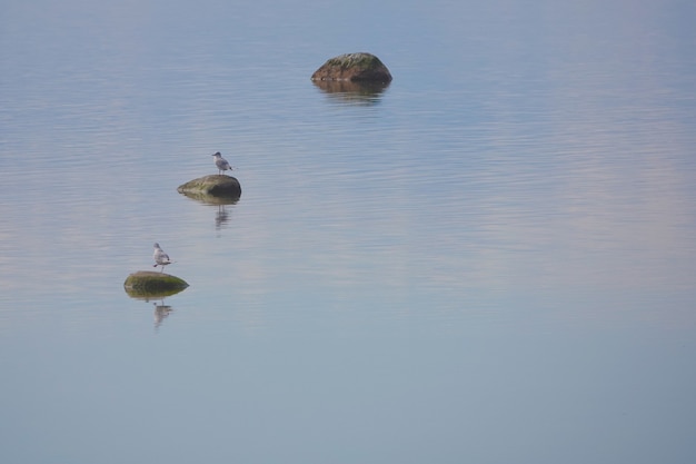 Two seagulls at the sea. three stones at the seawater. symmetric harmony and relax concept