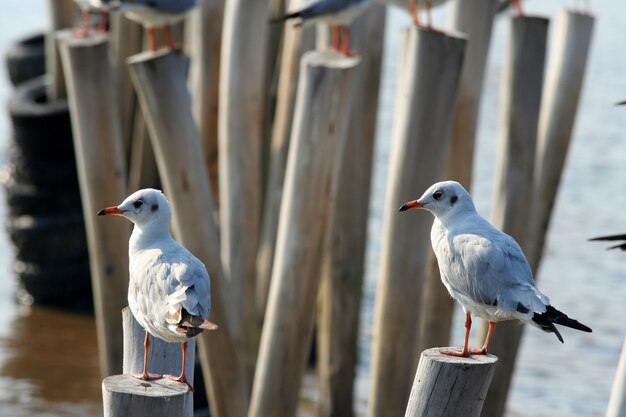 Two seagulls on a stump