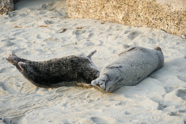 Two seals playing on the beach