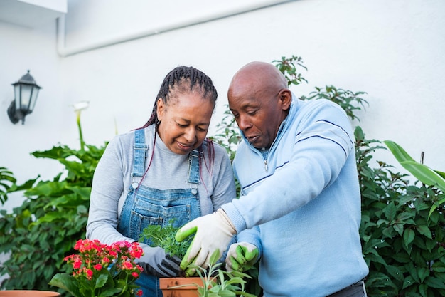 Two senior gardening workers changing pot plants and taking care of flowers concept gardening teamwork