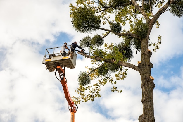 Two service workers cutting down big tree branches with\
chainsaw from high chair lift crane