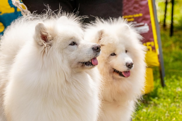 Two shaggy Samoyed dogs in the park close up