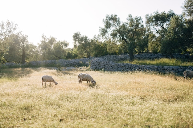 Two sheep graze in the grass near the olive grove