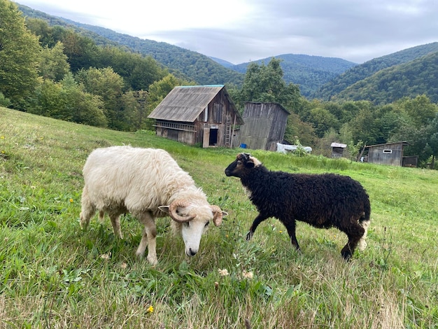 写真 ウクライナのカルパティア山脈の小さな小屋の近くの丘で 2 頭の羊が放牧されている