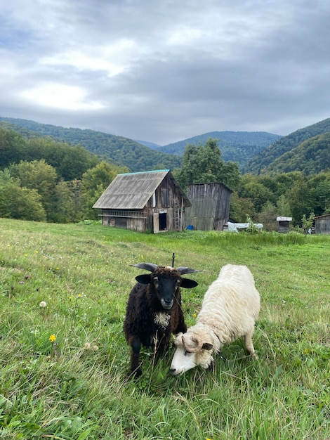 写真 ウクライナのカルパティア山脈の小さな小屋の近くの丘で 2 頭の羊が放牧されている