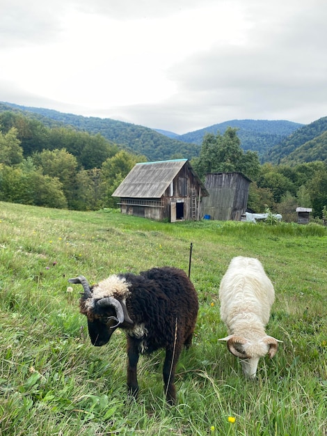 写真 ウクライナのカルパティア山脈の小さな小屋の近くの丘で 2 頭の羊が放牧されている