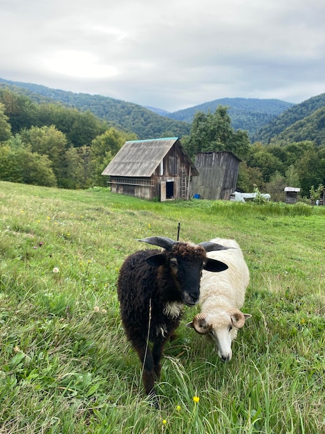 写真 ウクライナのカルパティア山脈の小さな小屋の近くの丘で 2 頭の羊が放牧されている