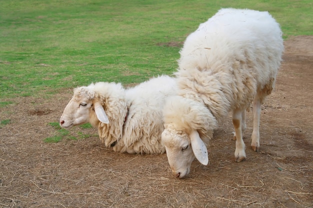 Two sheep in green grass field 