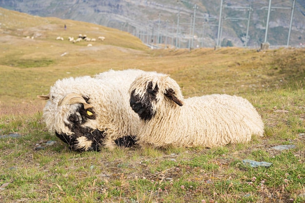 Foto due pecore sedute insieme in un paddock in svizzera