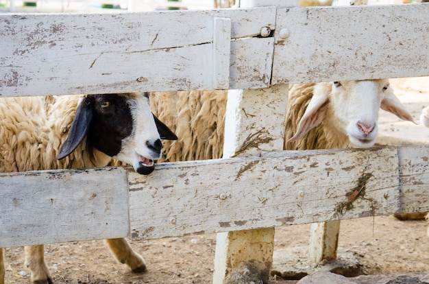 Two sheep in wooden cage