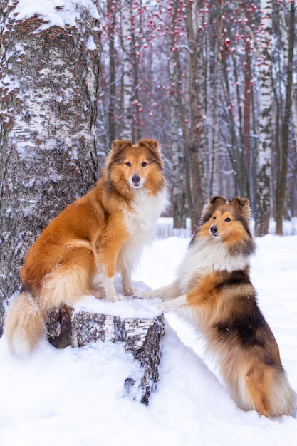 two shelties in the winter forest