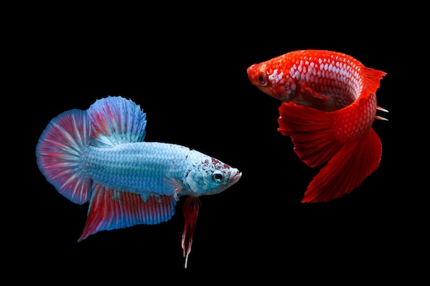 Two siamese fighting fishes isolated