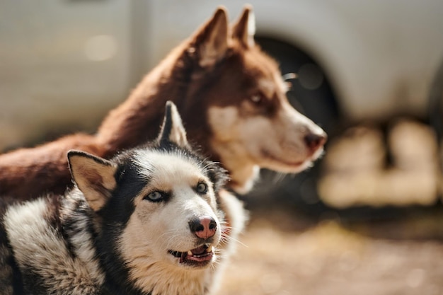 Ritratto di profilo di due cani siberian husky con occhi azzurri e mantello marrone bianco nero razza di cani carini