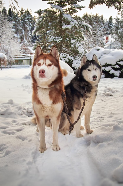 Two Siberian husky dogs on a walk in a winter snowy park