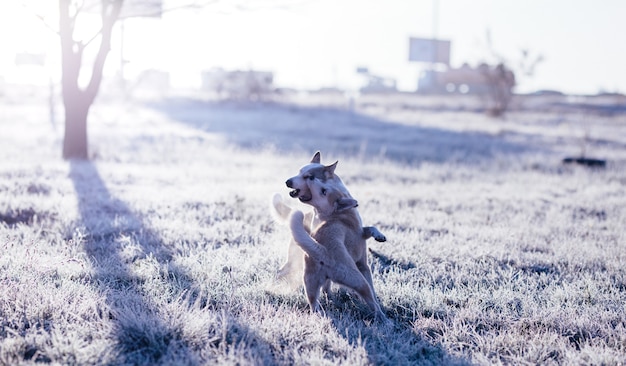 Due siberian husky che giocano all'aperto nel campo al freddo e soleggiato mattino autunnale.
