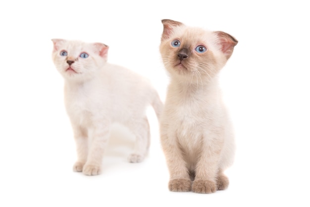 Two sitting purebred kittens isolated on white background. Studio shot