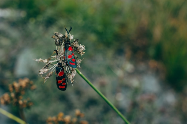 Два шестиконечных прожектора сидят на засохшем клевере. Zygaena trifolium.