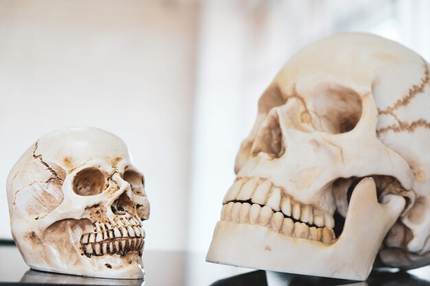 Two skulls were placed in the science lab.