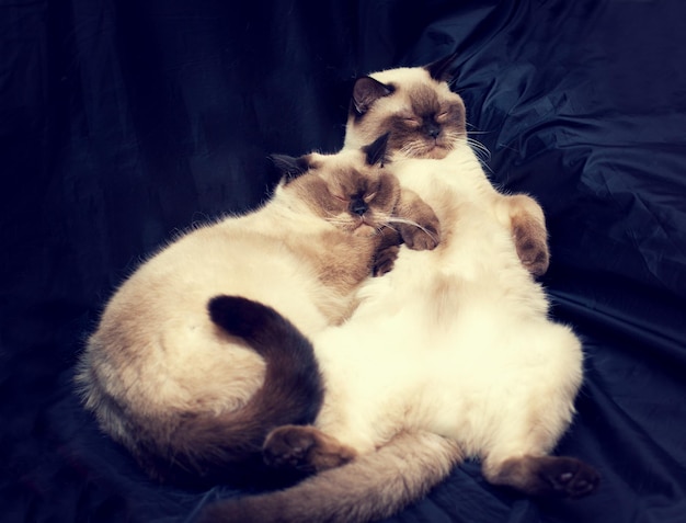 Two sleeping Siamese cat