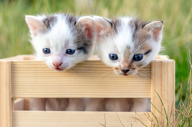 Two small adorable inquisitive kittens peeking out of a wooden box in the garden among the grass