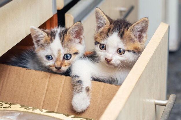 Two small beautiful kittens are sitting in the kitchen in a box Interesting and funny cats