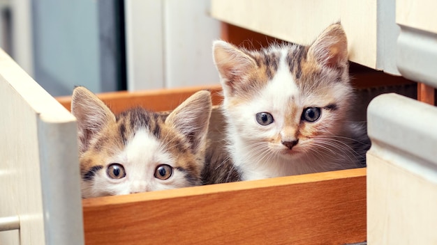 Two small beautiful kittens are sitting in the kitchen in a box Interesting and funny cats