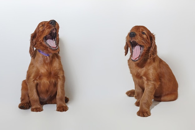 Фото Два маленьких коричневых очаровательных щенка ирландского сеттера зевают на фотосессии в студии на белом фоне