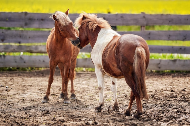 Two small brown and white pony horses on muddy ground, heads gently close as if they're in love, blurred yellow field behind wooden fence in background