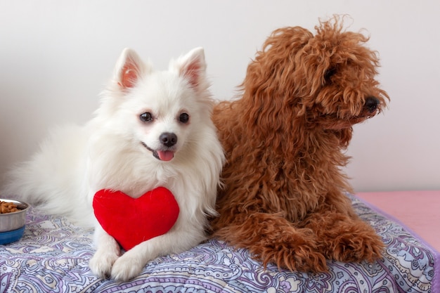 На подстилке лежат две маленькие собаки, белый померанский шпиц и красно-коричневый миниатюрный пудель. Белая собака держит в лапах красное игрушечное сердечко