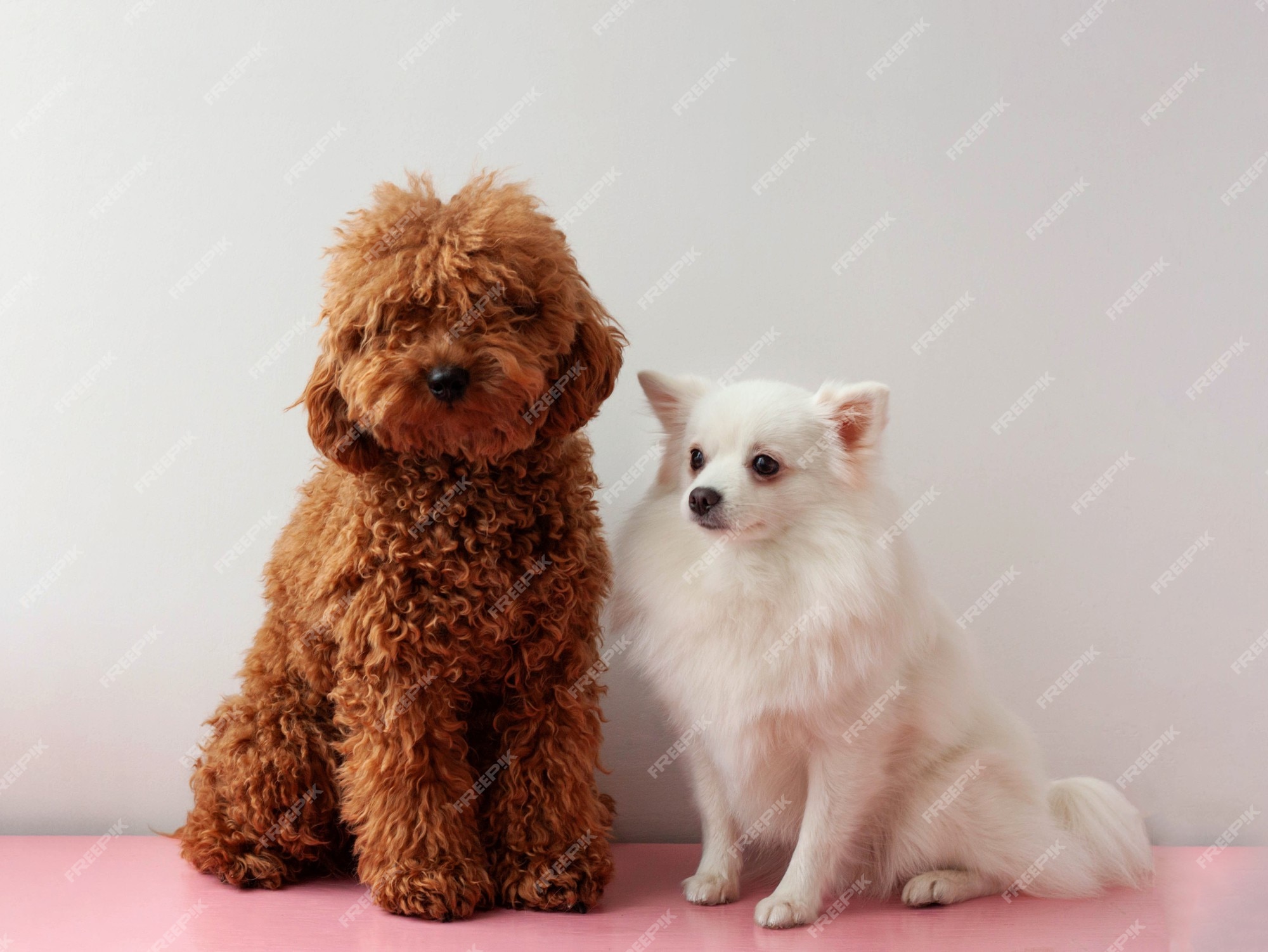Premium Photo | Two small dogs a white pomeranian and a shaggy miniature  poodle toy are sitting next to each other
