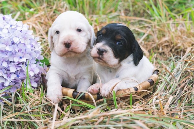 バスケットに入った2匹の小さなイングリッシュセッターの子犬。