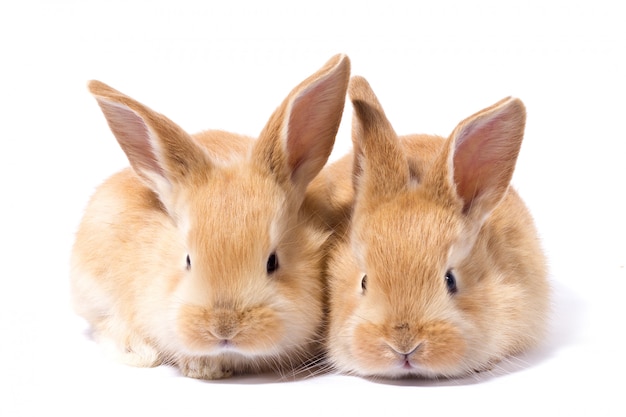 두 개의 작은 솜 털 빨간 토끼, 분리, 부활절 토끼