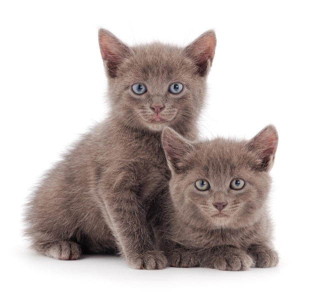 2 つの小さな灰色の子猫