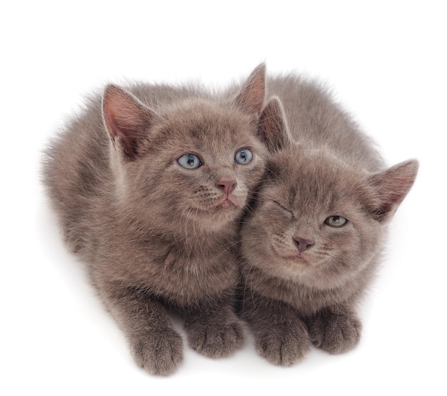 Two small gray kitten