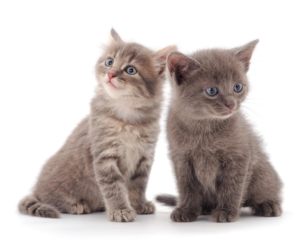 Two small gray kitten