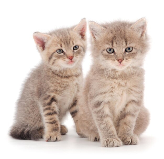 Two small gray kitten