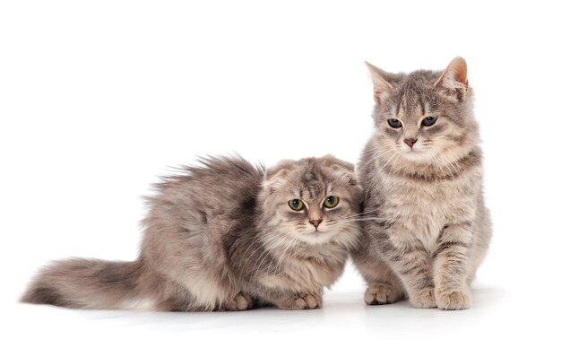 2匹の小さな灰色の子猫