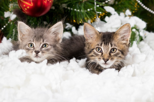 Two small gray kittens hide in the snow near the Christmas tree.