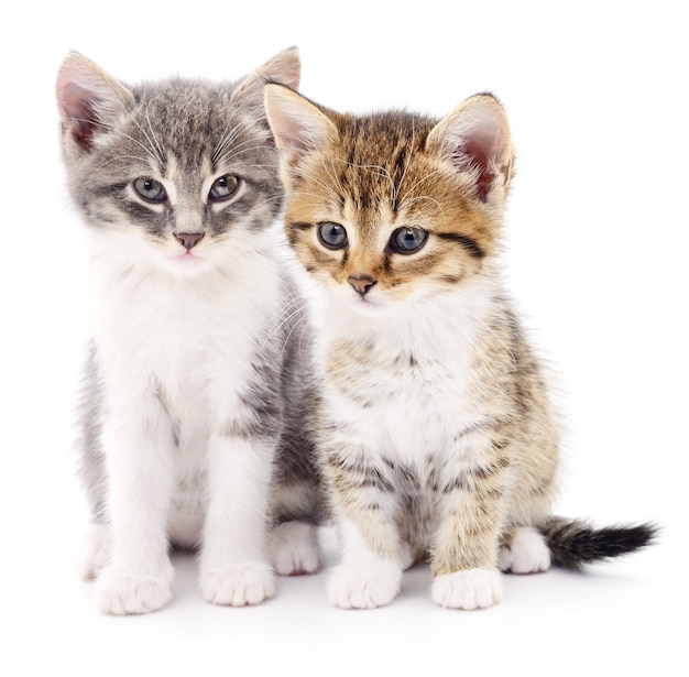 Two small kittens isolated